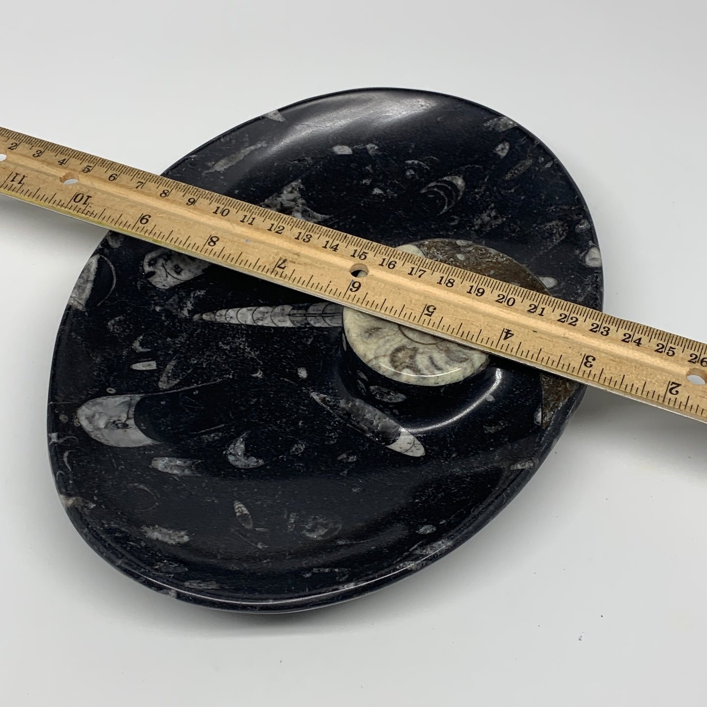 1026g, 8.75"x6.5" Black Fossils Ammonite Orthoceras Bowl Oval Ring @Morocco,B845