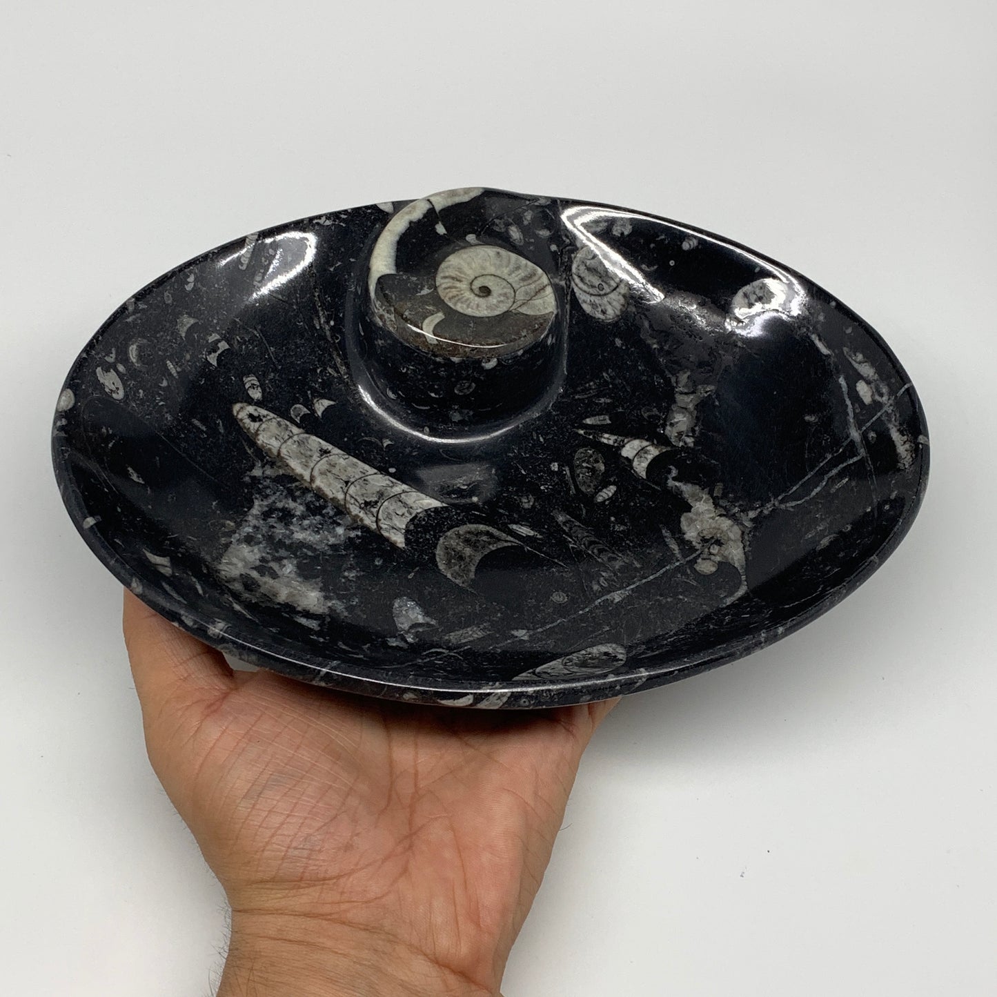 920g, 8.75"x6.5" Black Fossils Ammonite Orthoceras Bowl Oval Ring @Morocco,B8456