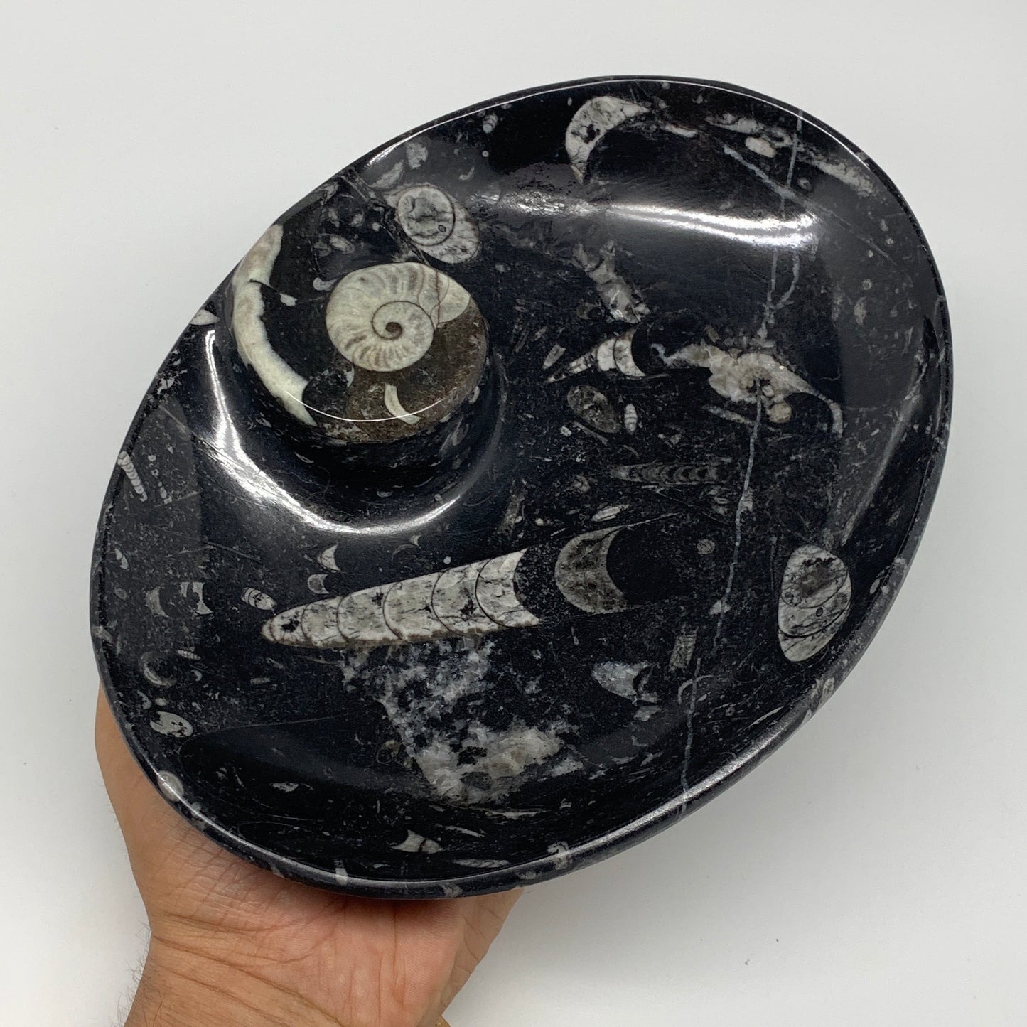 920g, 8.75"x6.5" Black Fossils Ammonite Orthoceras Bowl Oval Ring @Morocco,B8456