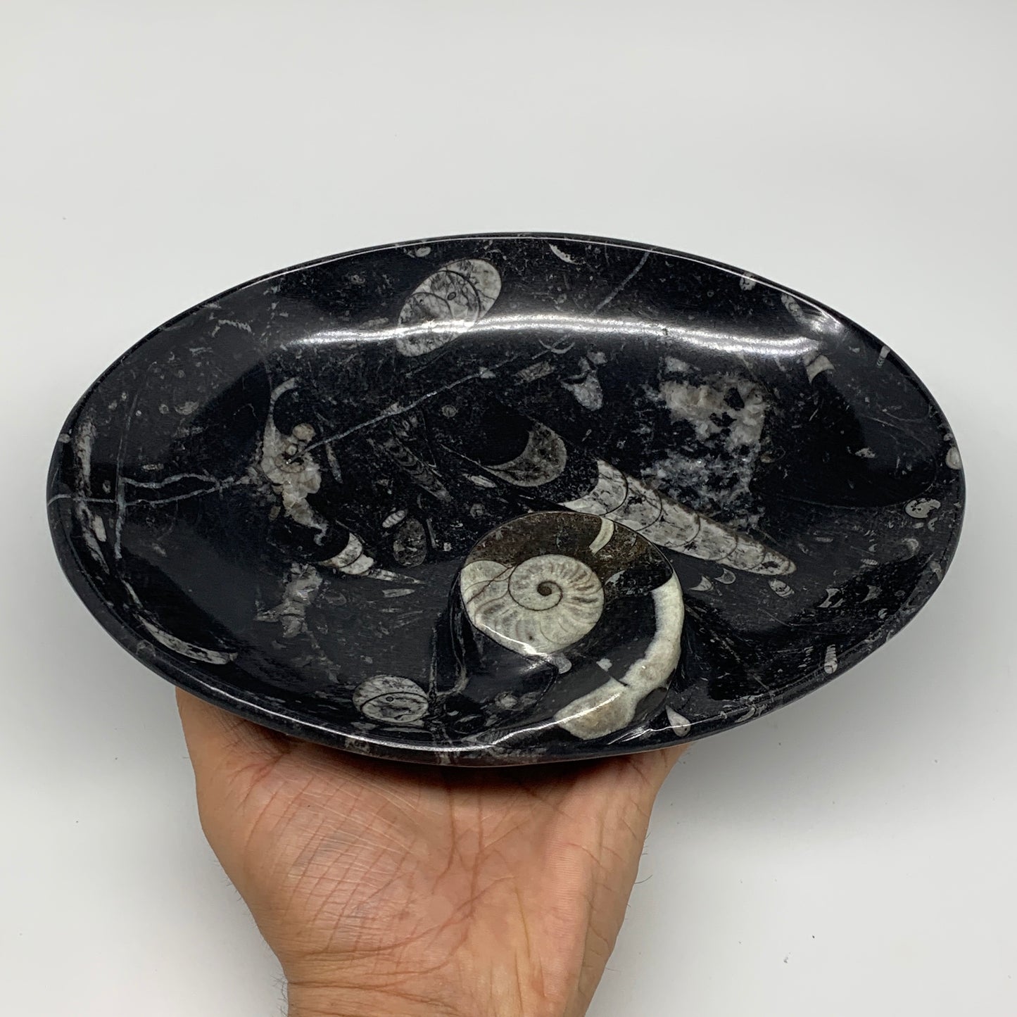 920g, 8.75"x6.5" Black Fossils Ammonite Orthoceras Bowl Oval Ring @Morocco,B8456