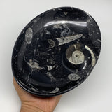 920g, 8.75"x6.5" Black Fossils Ammonite Orthoceras Bowl Oval Ring @Morocco,B8456