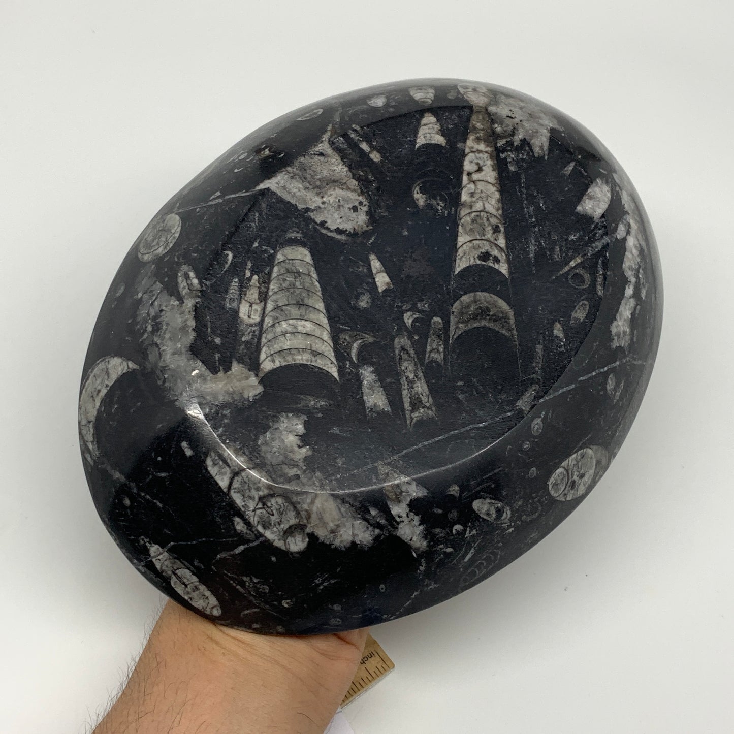 920g, 8.75"x6.5" Black Fossils Ammonite Orthoceras Bowl Oval Ring @Morocco,B8456