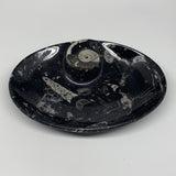 920g, 8.75"x6.5" Black Fossils Ammonite Orthoceras Bowl Oval Ring @Morocco,B8456