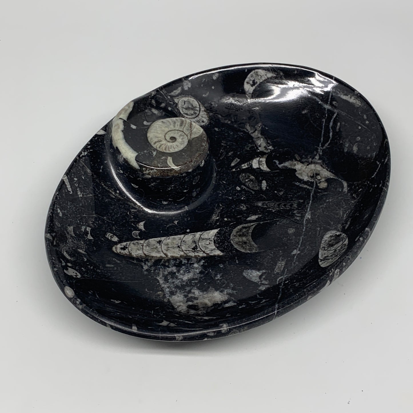 920g, 8.75"x6.5" Black Fossils Ammonite Orthoceras Bowl Oval Ring @Morocco,B8456