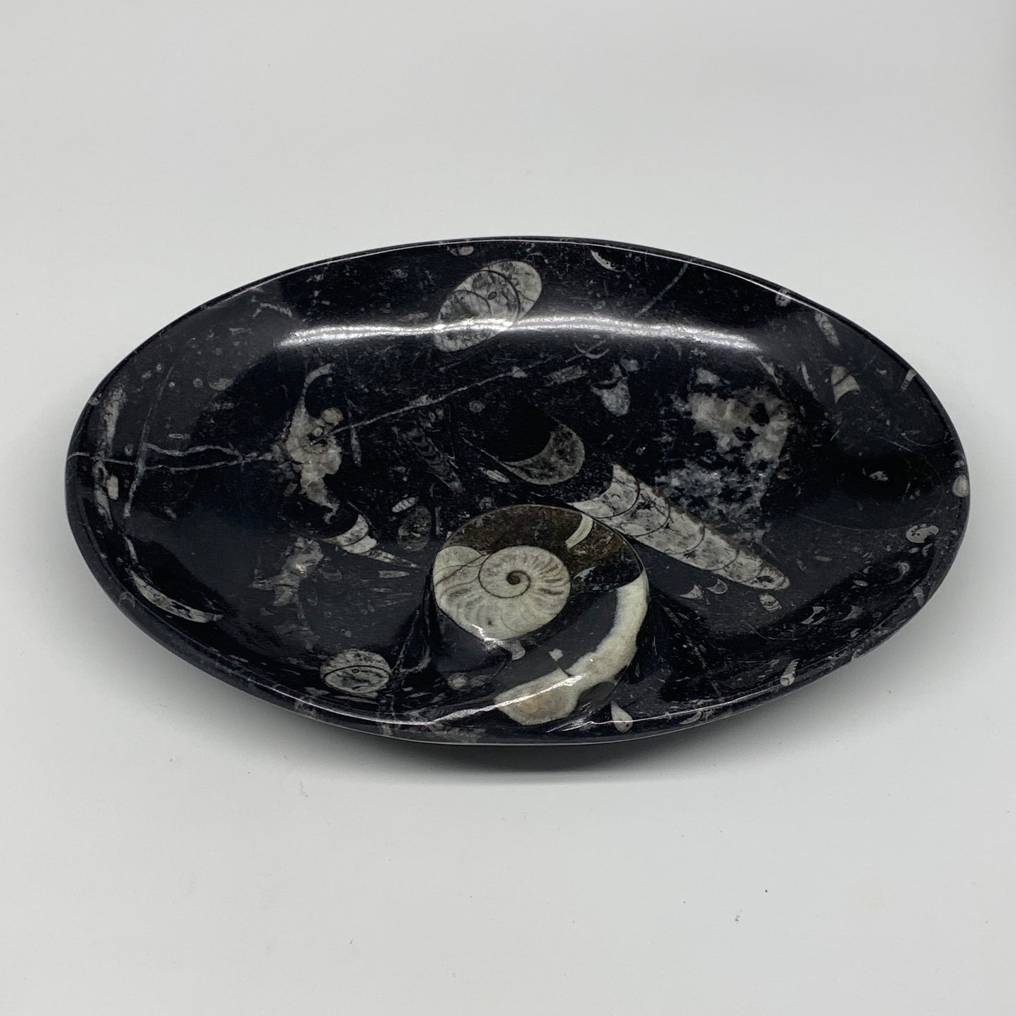 920g, 8.75"x6.5" Black Fossils Ammonite Orthoceras Bowl Oval Ring @Morocco,B8456