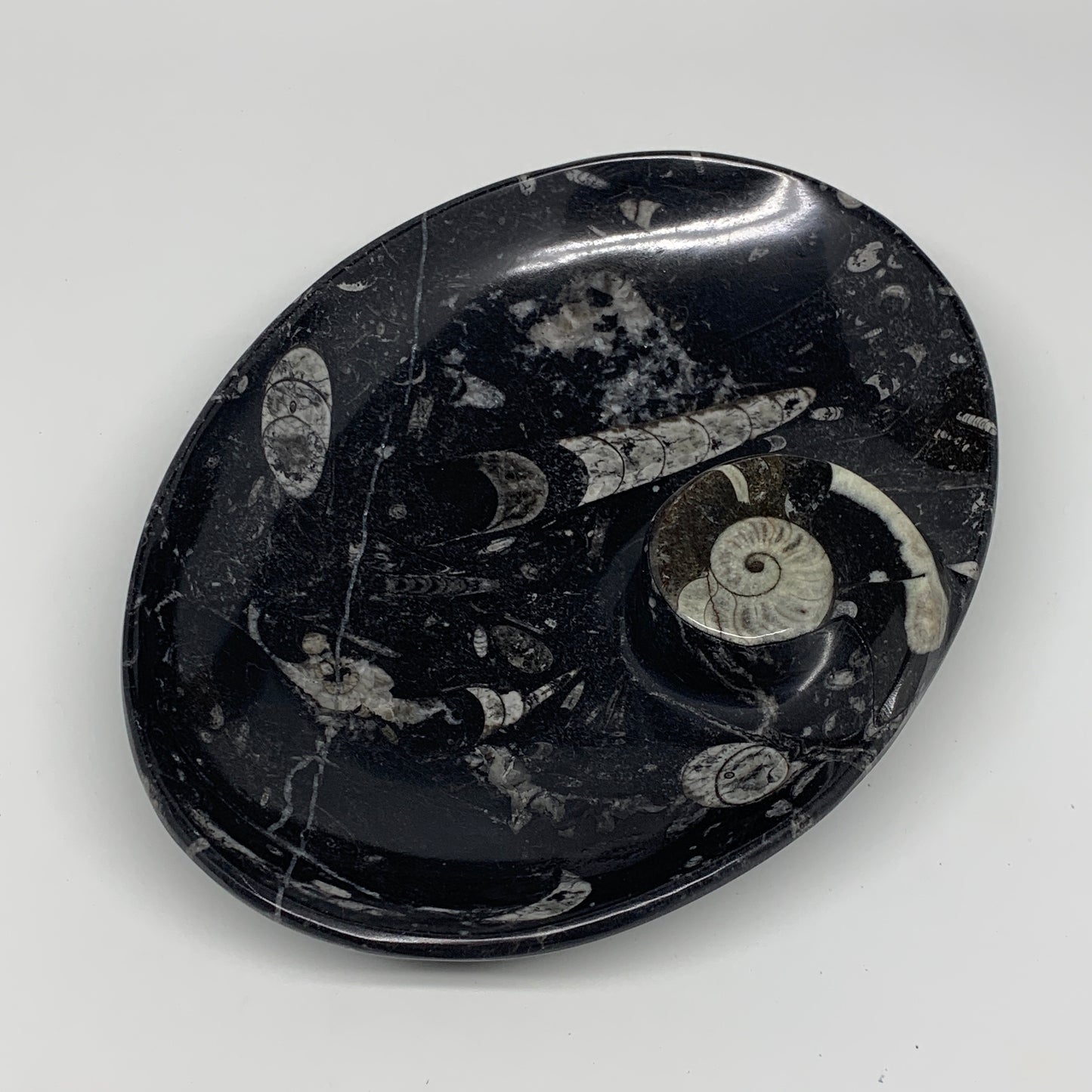 920g, 8.75"x6.5" Black Fossils Ammonite Orthoceras Bowl Oval Ring @Morocco,B8456