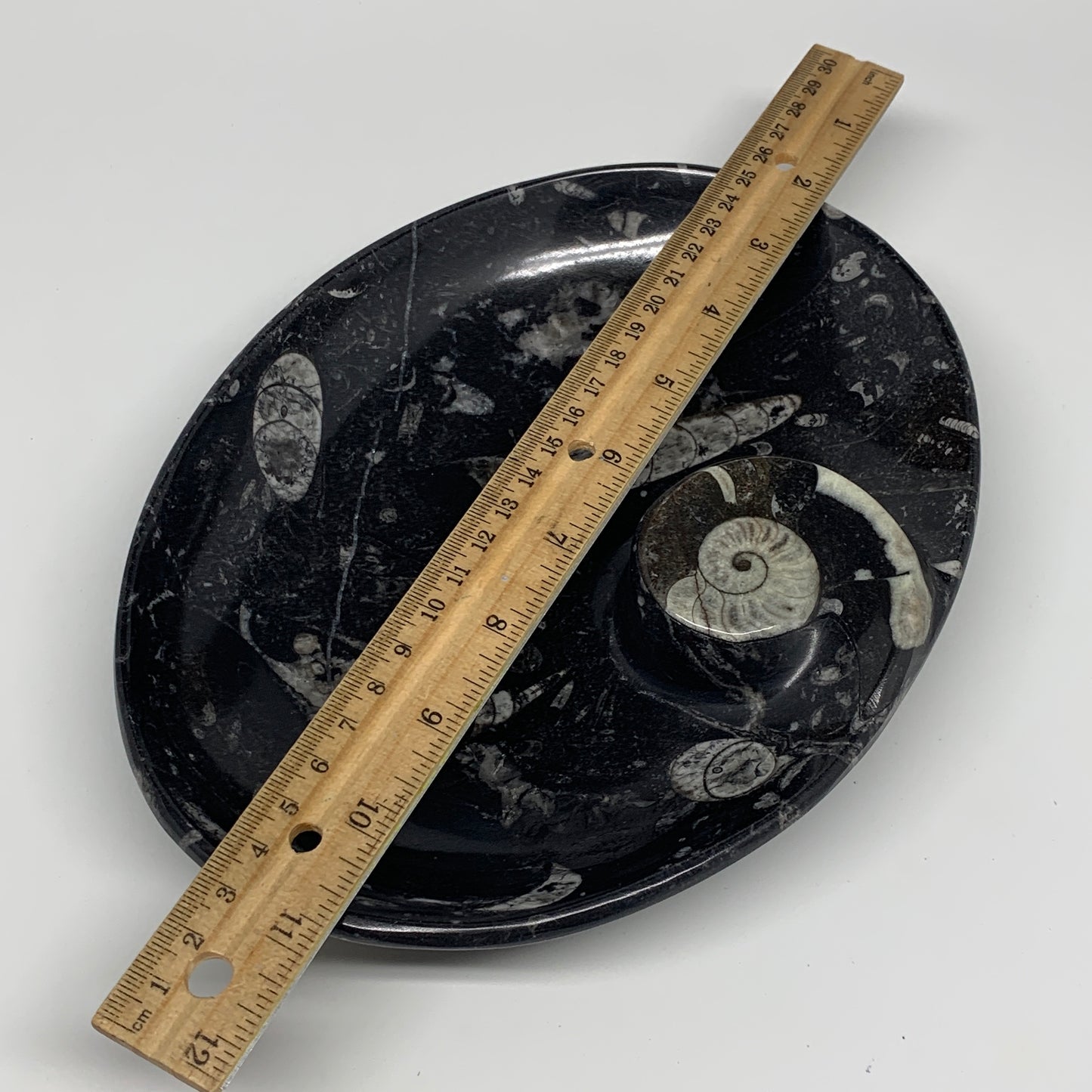 920g, 8.75"x6.5" Black Fossils Ammonite Orthoceras Bowl Oval Ring @Morocco,B8456