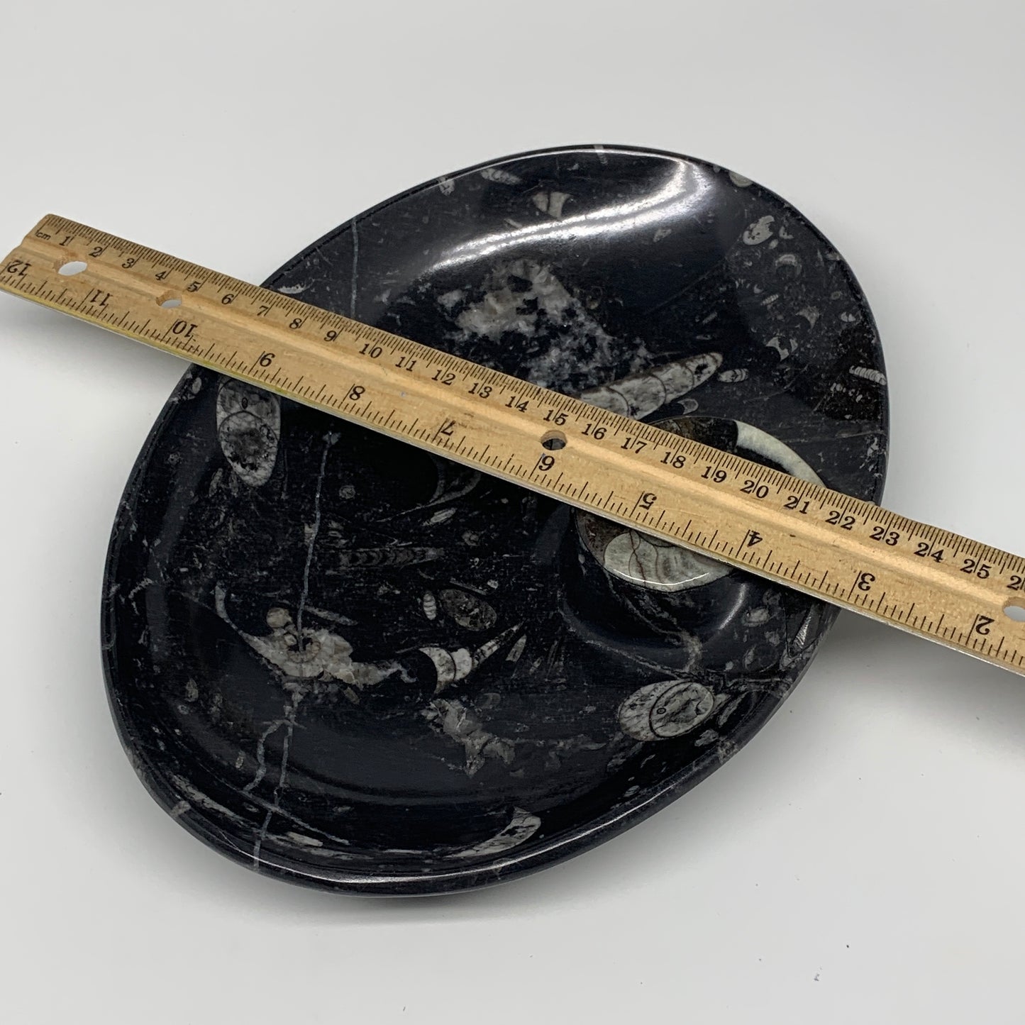 920g, 8.75"x6.5" Black Fossils Ammonite Orthoceras Bowl Oval Ring @Morocco,B8456