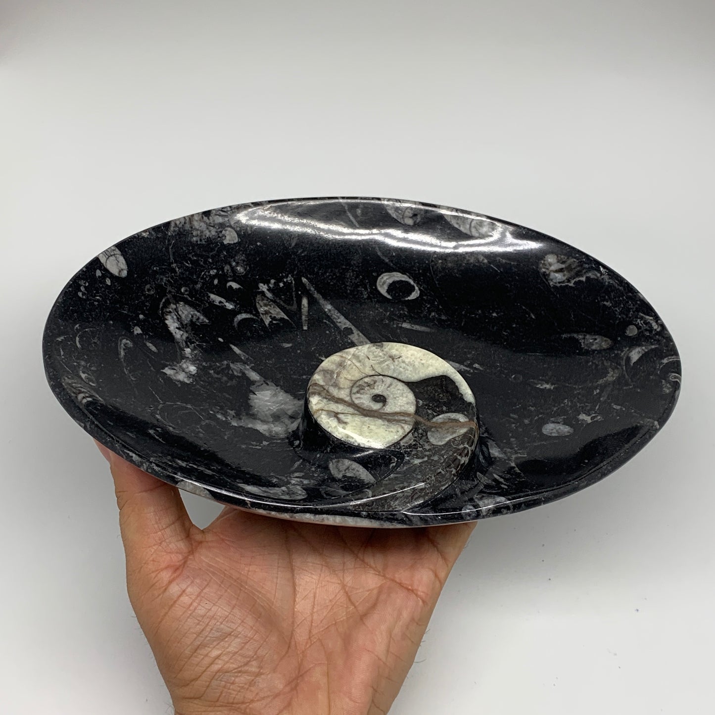 916g, 8.75"x6.5" Black Fossils Ammonite Orthoceras Bowl Oval Ring @Morocco,B8458