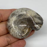 53.7g, 2.1"x1.7"x1", Goniatite Ammonite Polished Mineral from Morocco, F2009