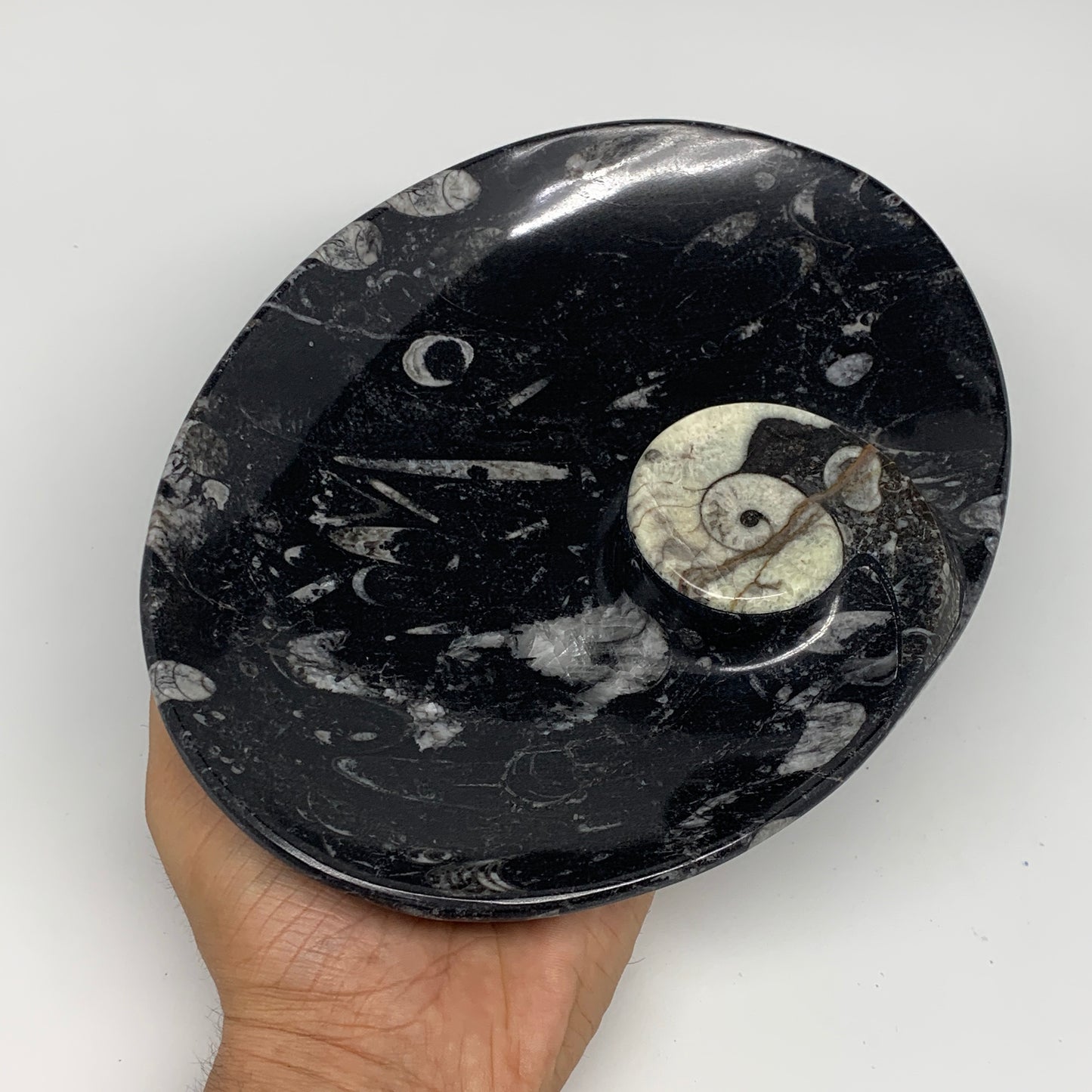 916g, 8.75"x6.5" Black Fossils Ammonite Orthoceras Bowl Oval Ring @Morocco,B8458