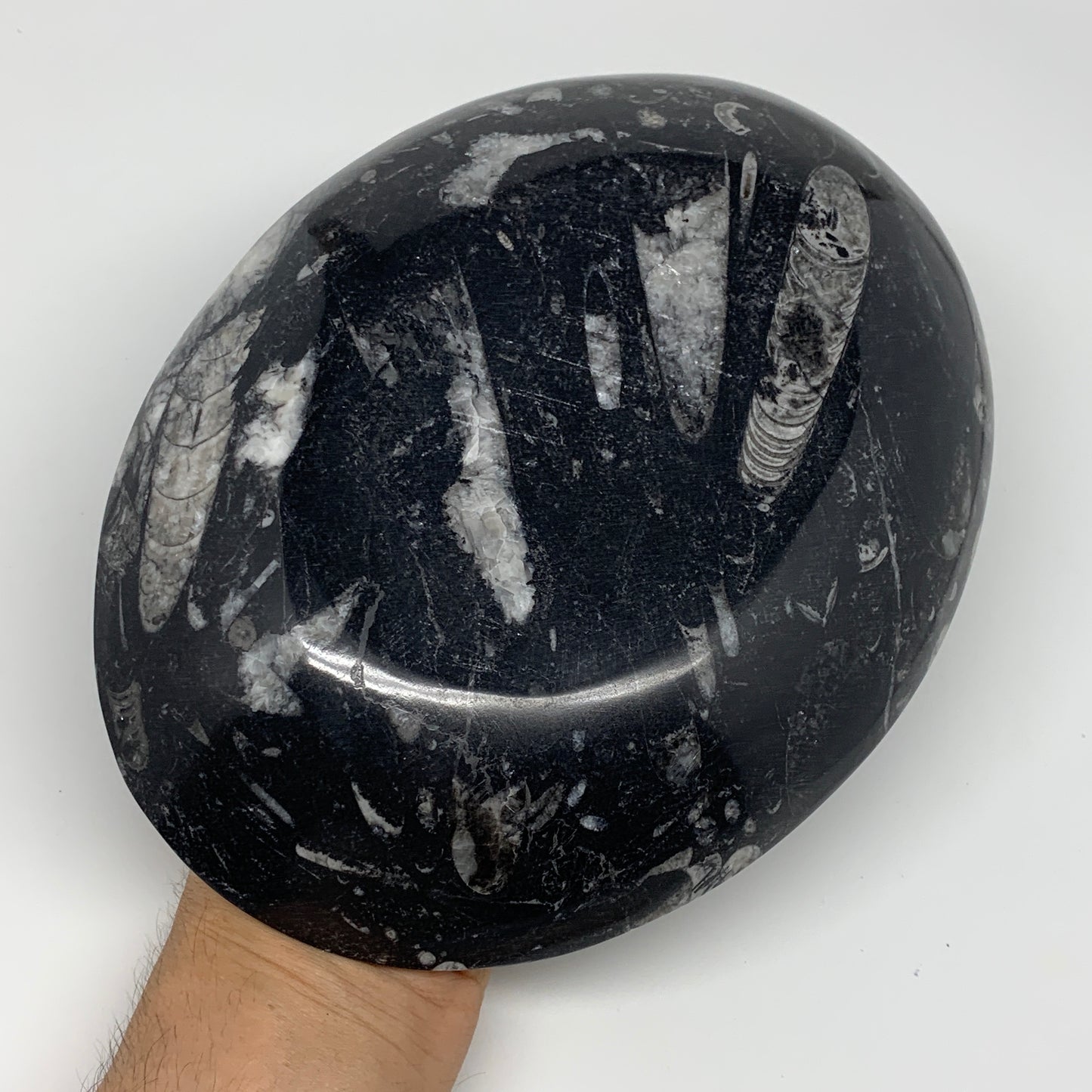 916g, 8.75"x6.5" Black Fossils Ammonite Orthoceras Bowl Oval Ring @Morocco,B8458