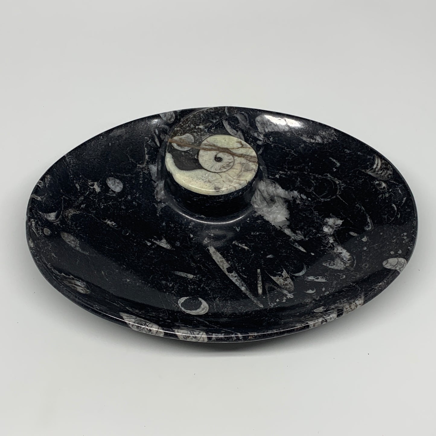 916g, 8.75"x6.5" Black Fossils Ammonite Orthoceras Bowl Oval Ring @Morocco,B8458