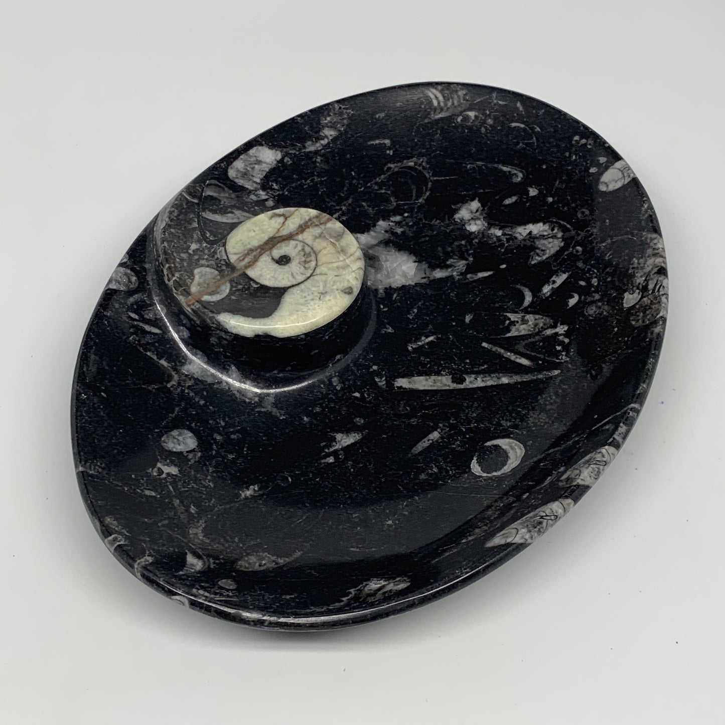 916g, 8.75"x6.5" Black Fossils Ammonite Orthoceras Bowl Oval Ring @Morocco,B8458