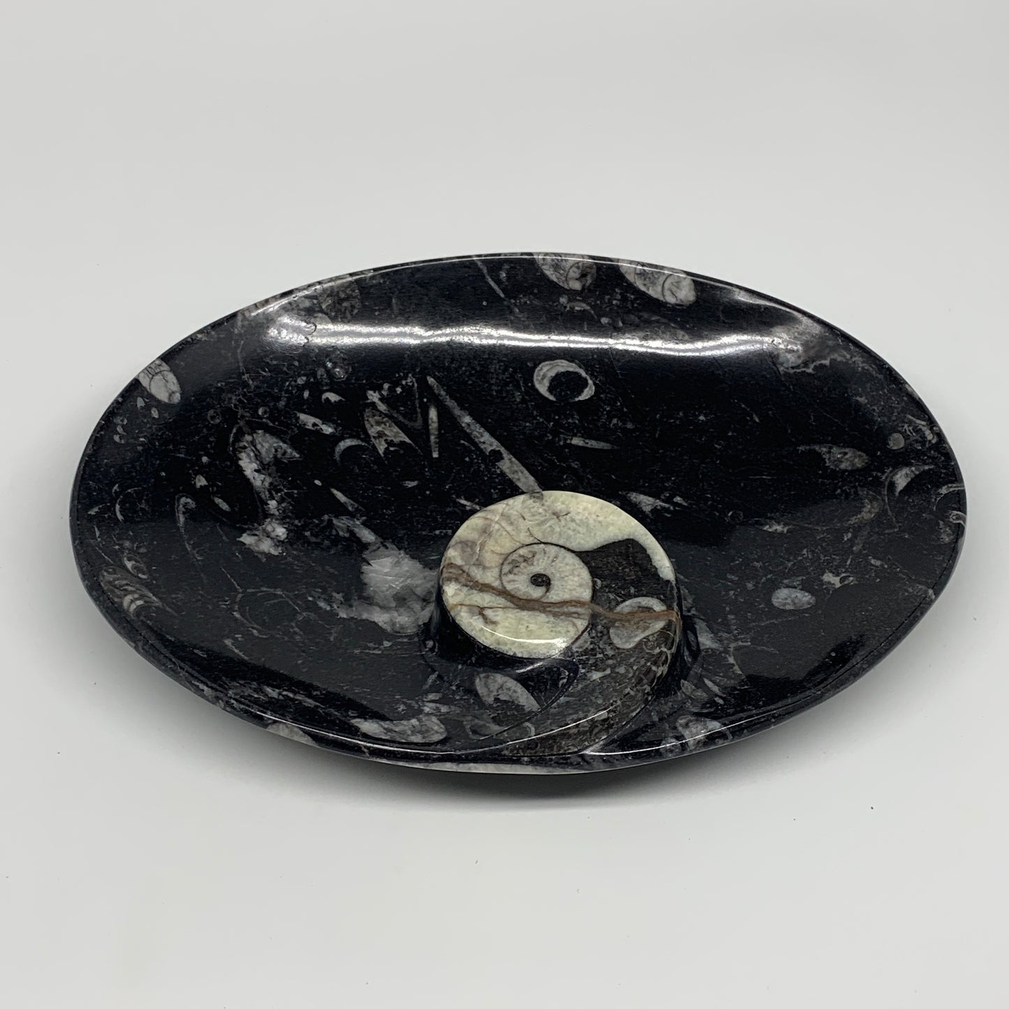 916g, 8.75"x6.5" Black Fossils Ammonite Orthoceras Bowl Oval Ring @Morocco,B8458