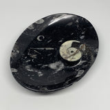 916g, 8.75"x6.5" Black Fossils Ammonite Orthoceras Bowl Oval Ring @Morocco,B8458