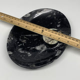 916g, 8.75"x6.5" Black Fossils Ammonite Orthoceras Bowl Oval Ring @Morocco,B8458