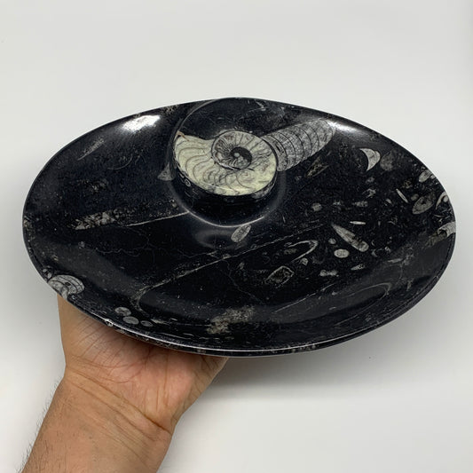 868g, 8.75"x6.5" Black Fossils Ammonite Orthoceras Bowl Oval Ring @Morocco,B8459