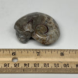53.7g, 2.1"x1.7"x1", Goniatite Ammonite Polished Mineral from Morocco, F2009