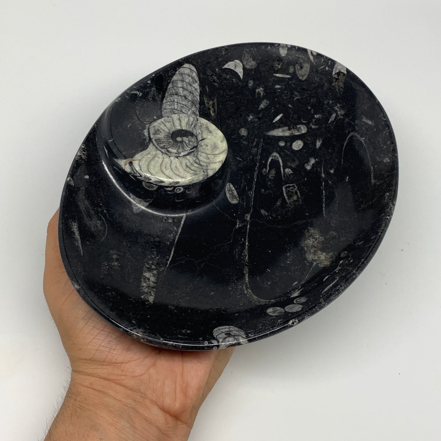 868g, 8.75"x6.5" Black Fossils Ammonite Orthoceras Bowl Oval Ring @Morocco,B8459