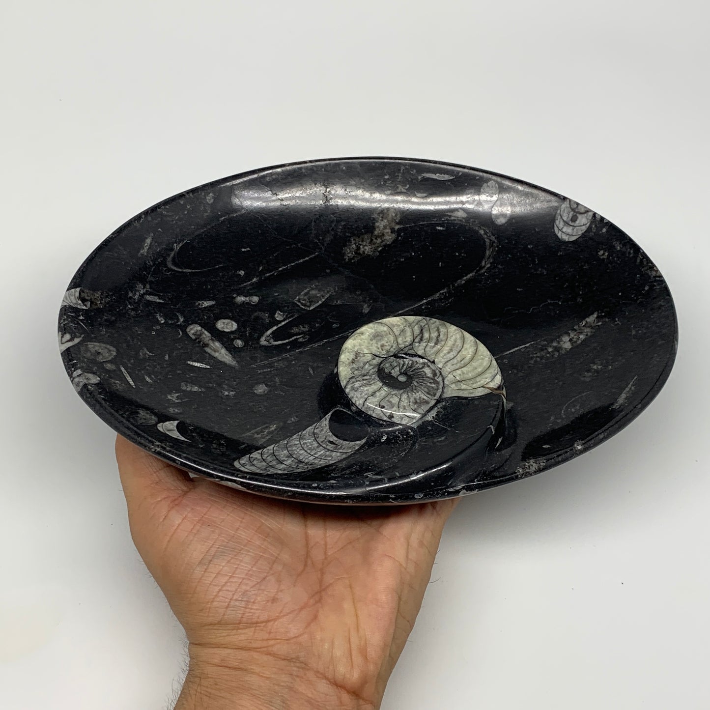 868g, 8.75"x6.5" Black Fossils Ammonite Orthoceras Bowl Oval Ring @Morocco,B8459