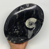 868g, 8.75"x6.5" Black Fossils Ammonite Orthoceras Bowl Oval Ring @Morocco,B8459