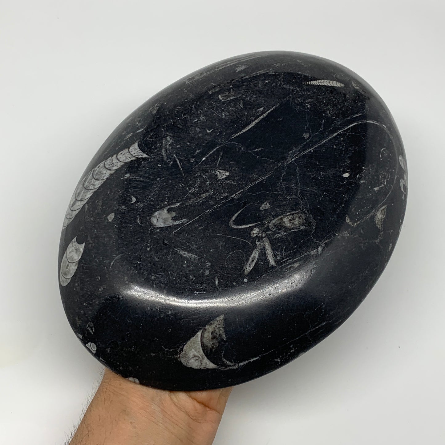 868g, 8.75"x6.5" Black Fossils Ammonite Orthoceras Bowl Oval Ring @Morocco,B8459