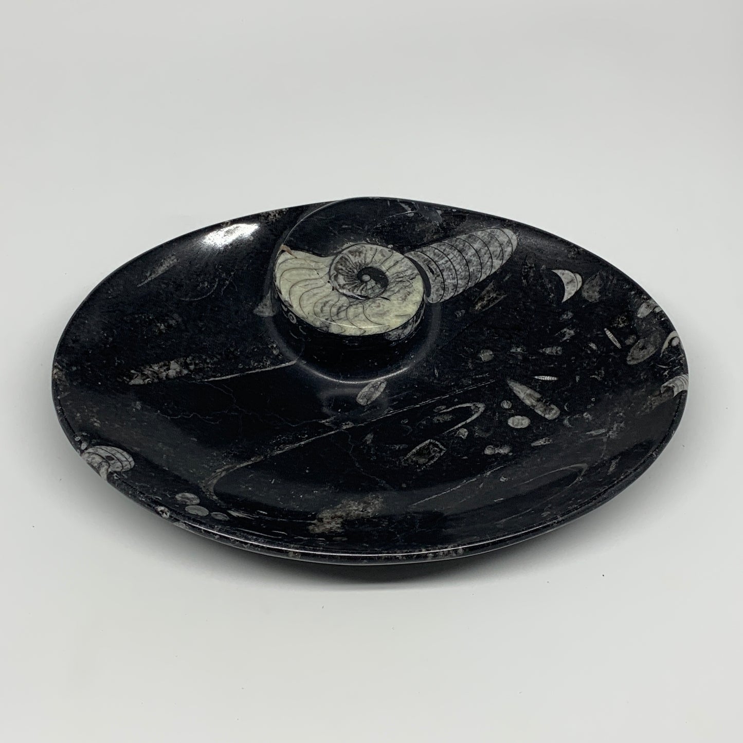 868g, 8.75"x6.5" Black Fossils Ammonite Orthoceras Bowl Oval Ring @Morocco,B8459