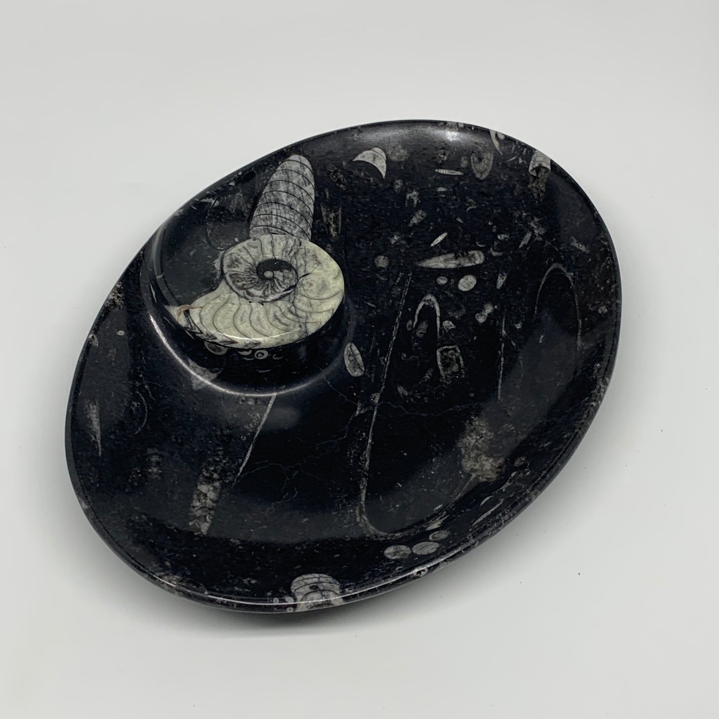 868g, 8.75"x6.5" Black Fossils Ammonite Orthoceras Bowl Oval Ring @Morocco,B8459