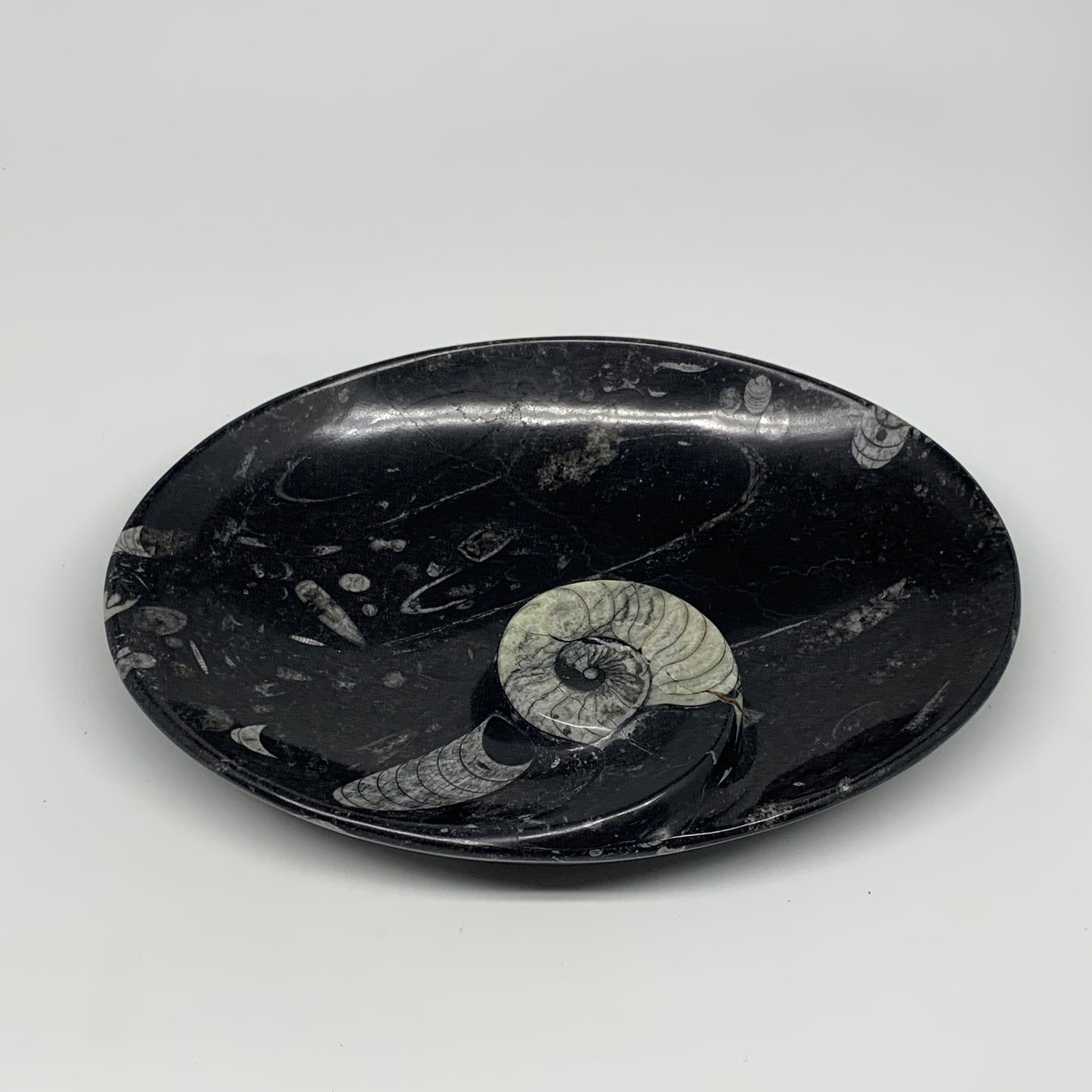 868g, 8.75"x6.5" Black Fossils Ammonite Orthoceras Bowl Oval Ring @Morocco,B8459