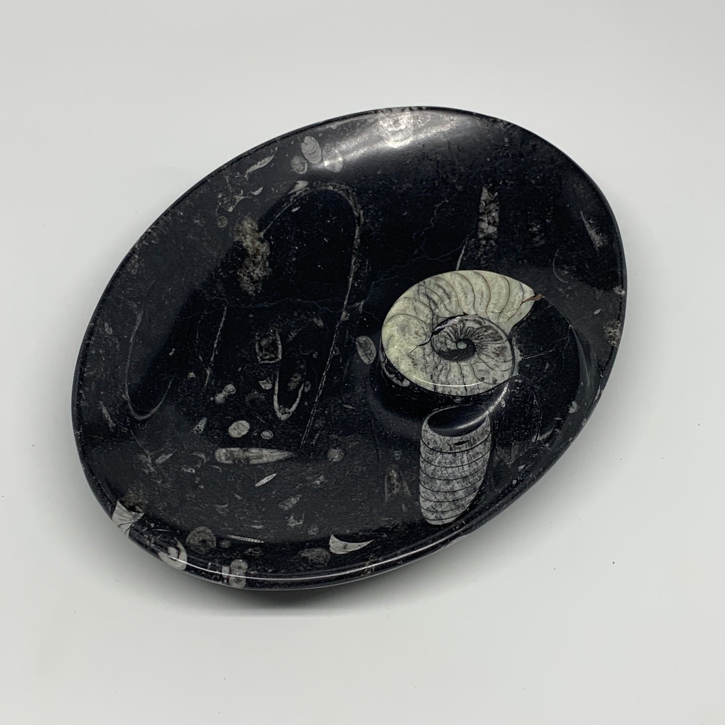 868g, 8.75"x6.5" Black Fossils Ammonite Orthoceras Bowl Oval Ring @Morocco,B8459