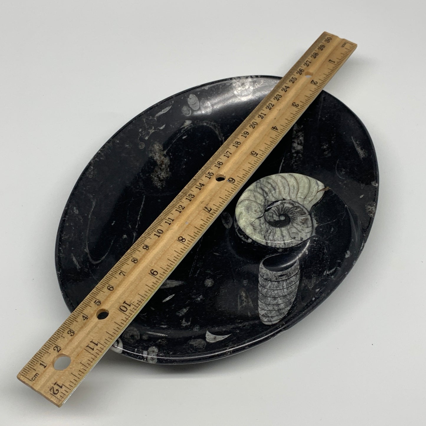 868g, 8.75"x6.5" Black Fossils Ammonite Orthoceras Bowl Oval Ring @Morocco,B8459