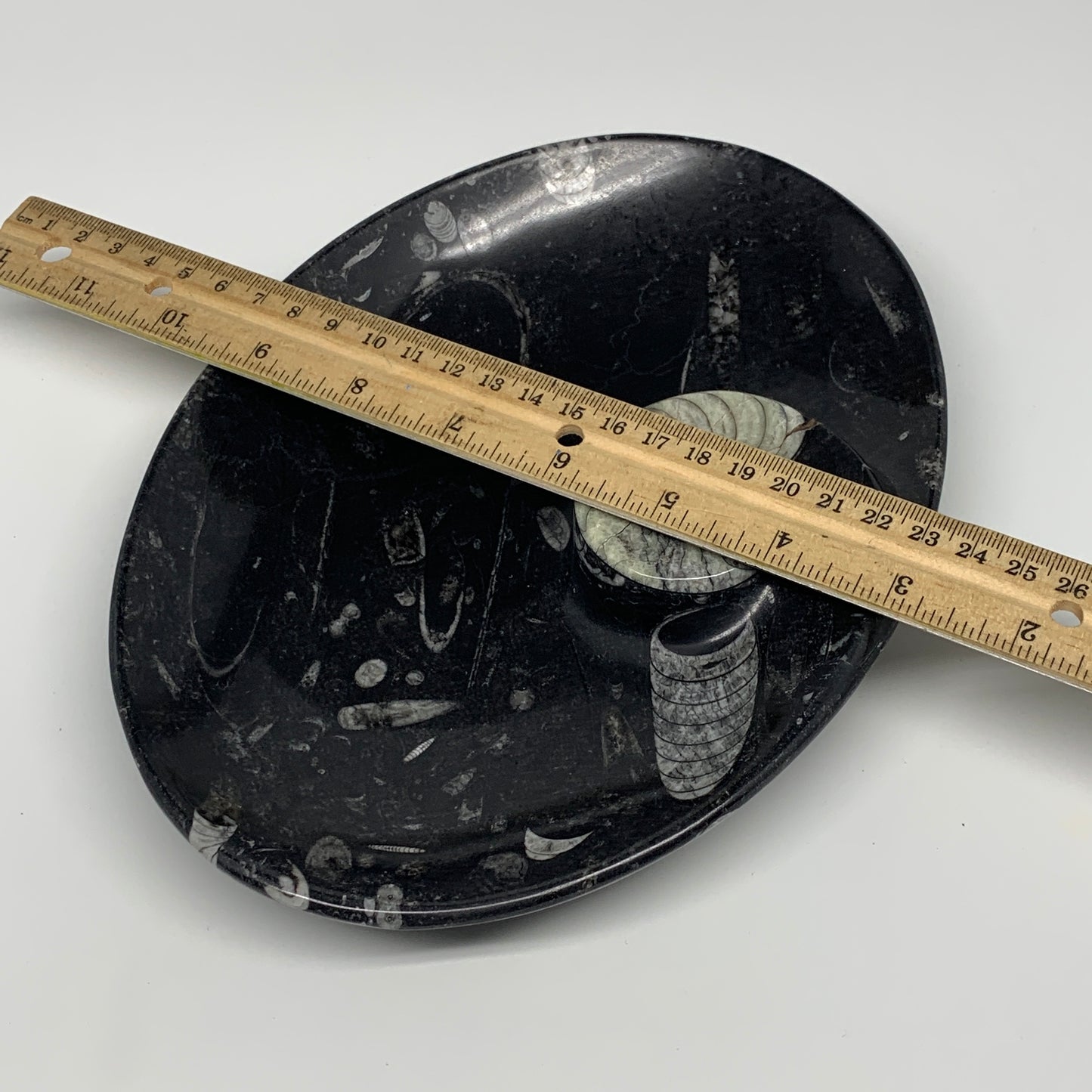 868g, 8.75"x6.5" Black Fossils Ammonite Orthoceras Bowl Oval Ring @Morocco,B8459