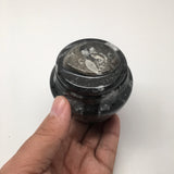 234g, 2.5"x2.7" Small Round Fossils Ammonite Brown Jewelry Box @Morocco,MF940 - watangem.com
