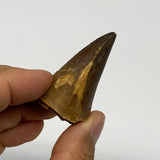 24.7g,1.7"X1.1"x1" Fossil Mosasaur Tooth reptiles, Cretaceous @Morocco, B23870
