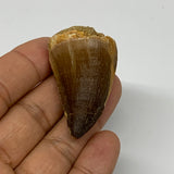 24.7g,1.7"X1.1"x1" Fossil Mosasaur Tooth reptiles, Cretaceous @Morocco, B23870