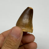 18.1g,1.4"X1"x0.8" Fossil Mosasaur Tooth reptiles, Cretaceous @Morocco, B23872