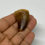 18.1g,1.4"X1"x0.8" Fossil Mosasaur Tooth reptiles, Cretaceous @Morocco, B23872