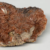 2428g (5.35 lbs), 7"x5x3", Large Golden Barite Mineral Specimen @Morocco, B10979