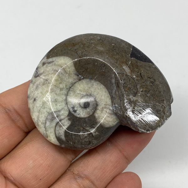 54.2g, 2.1"x1.7"x1", Goniatite Ammonite Polished Mineral from Morocco, F2024
