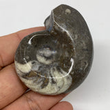 54.2g, 2.1"x1.7"x1", Goniatite Ammonite Polished Mineral from Morocco, F2024