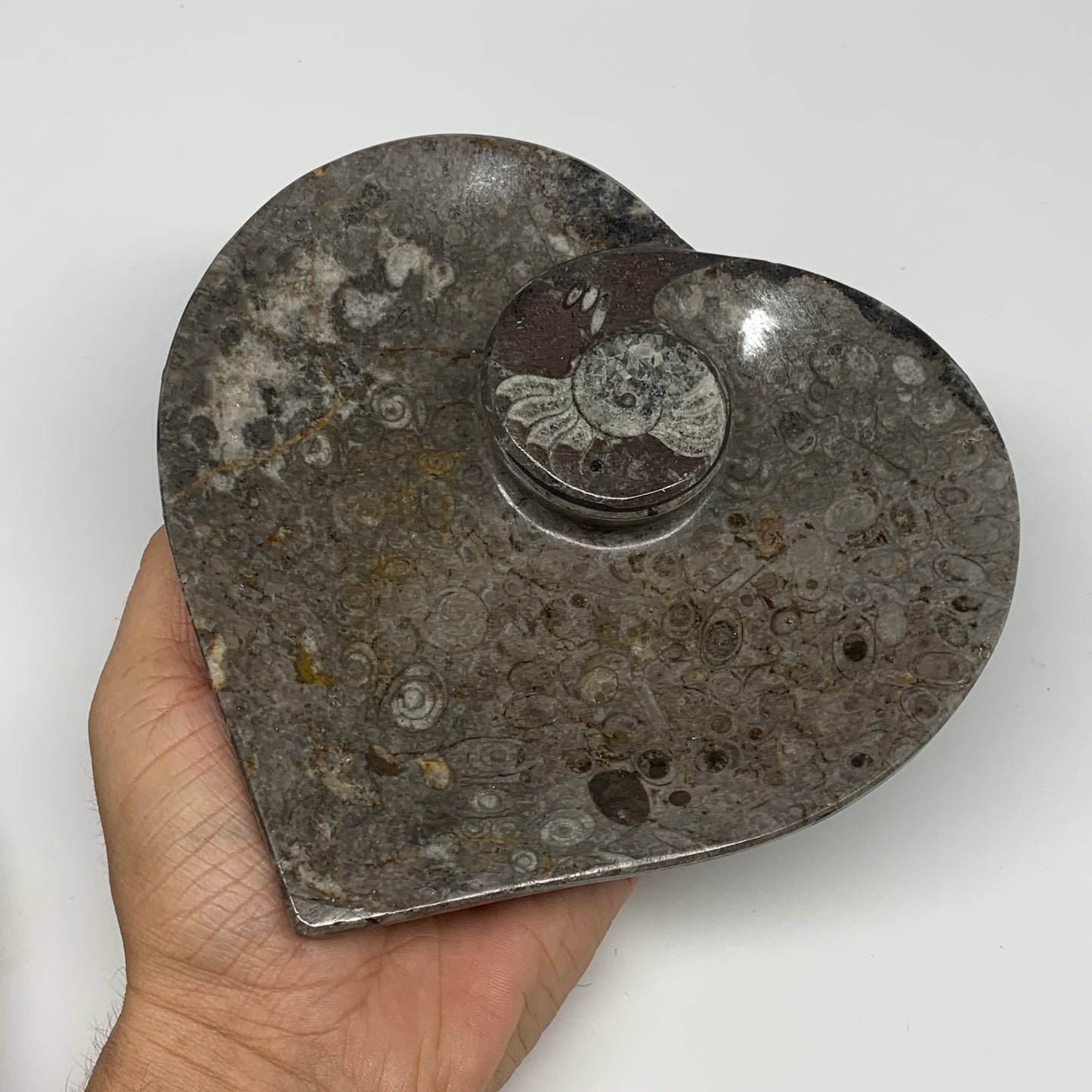 2pcs Set, 6.25"x6.25" Heart Fossils Orthoceras Ammonite Bowls @Morocco, B8472