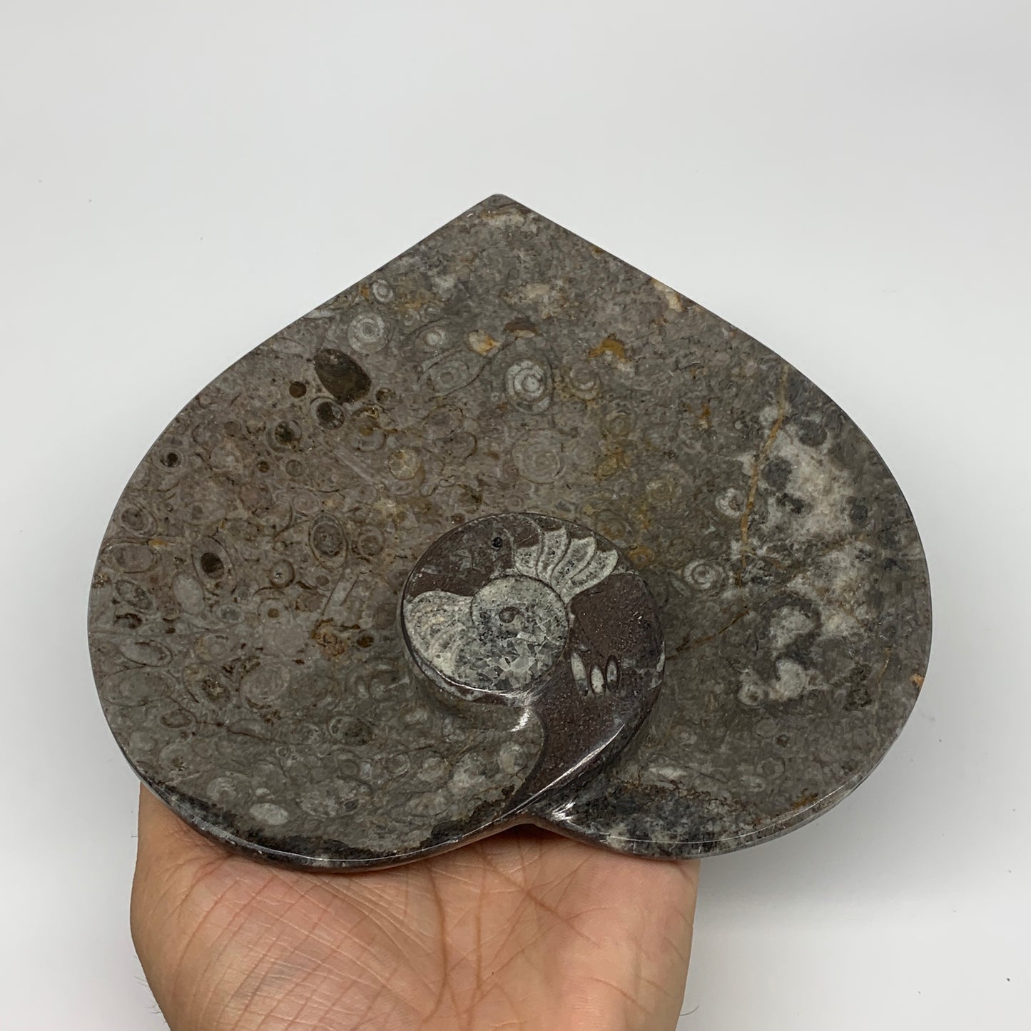 2pcs Set, 6.25"x6.25" Heart Fossils Orthoceras Ammonite Bowls @Morocco, B8472