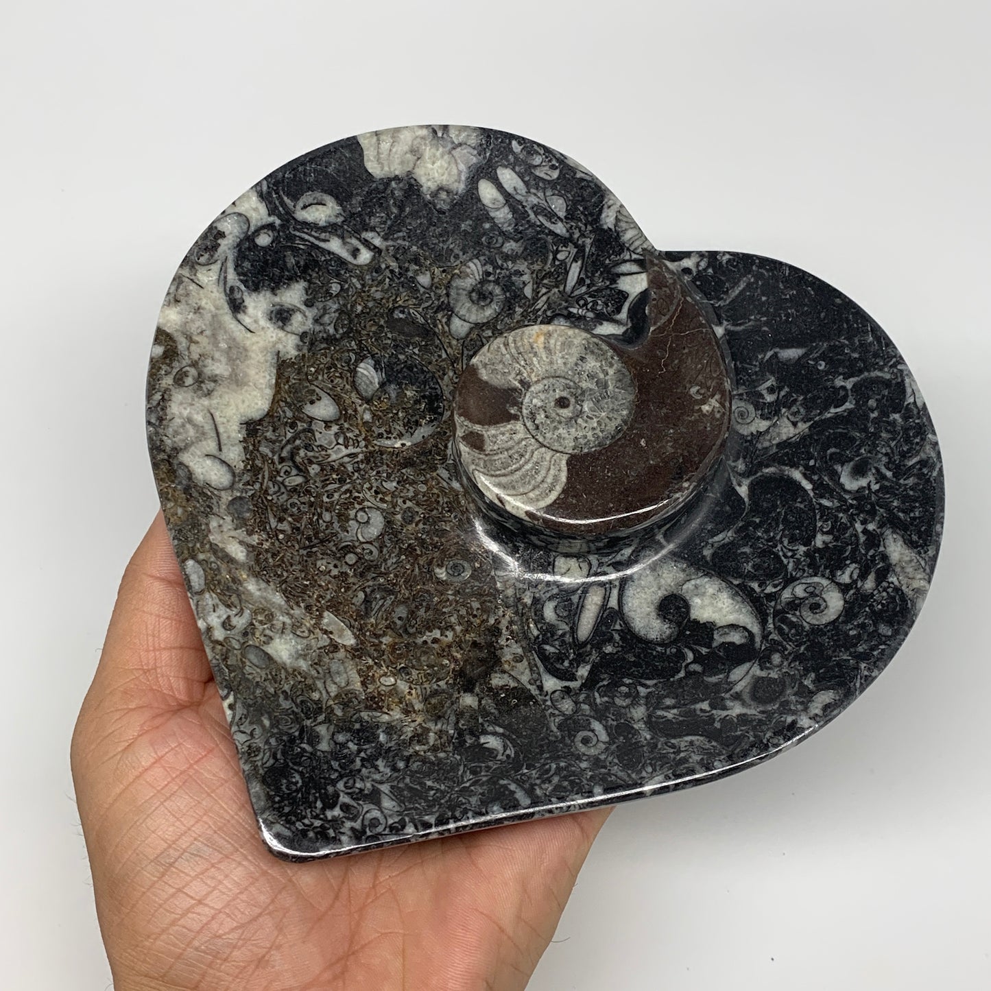 2pcs Set, 6.25"x6.25" Heart Fossils Orthoceras Ammonite Bowls @Morocco, B8473