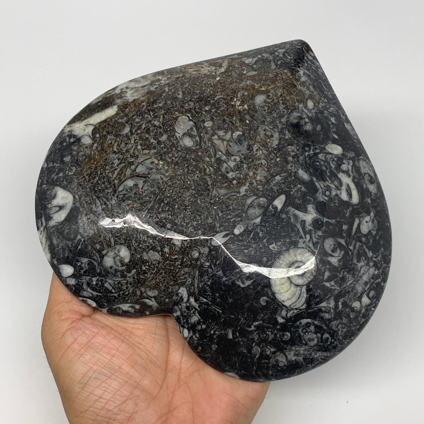 2pcs Set, 6.25"x6.25" Heart Fossils Orthoceras Ammonite Bowls @Morocco, B8473