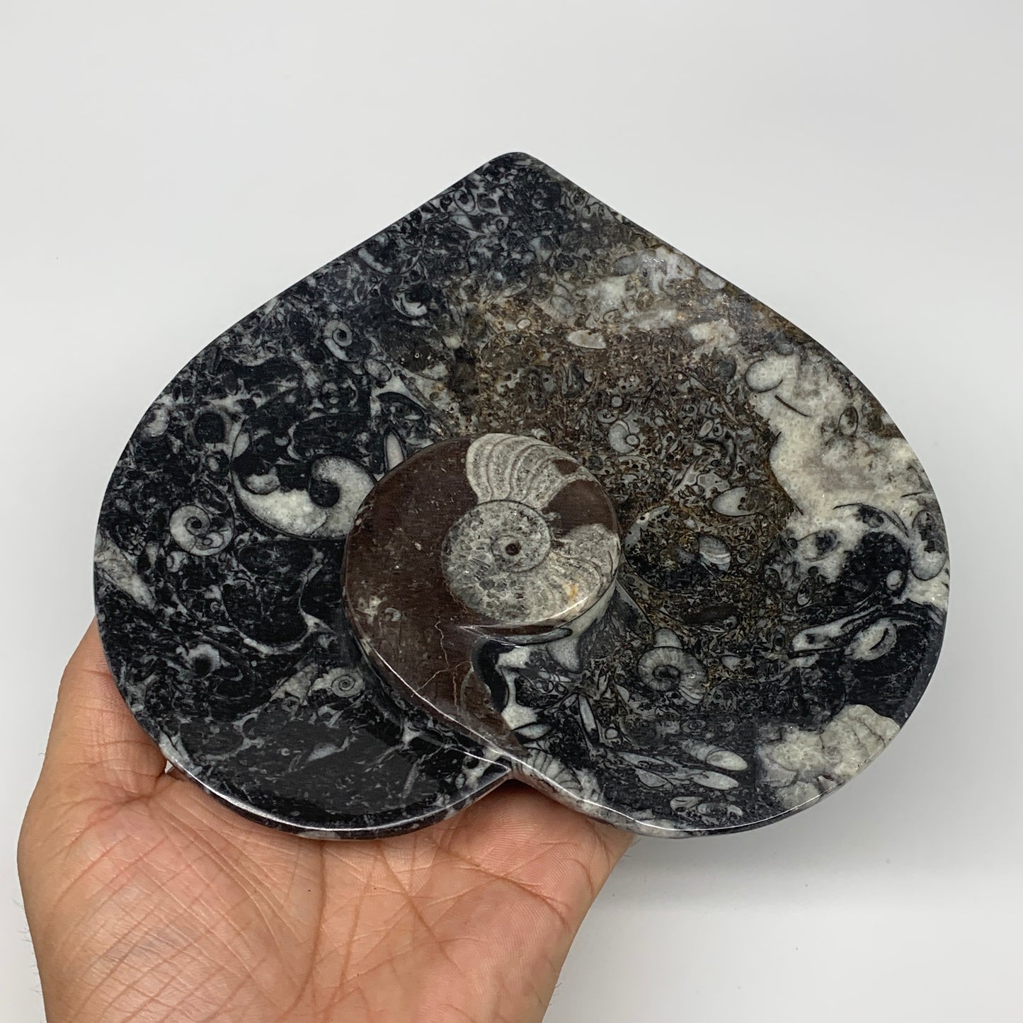 2pcs Set, 6.25"x6.25" Heart Fossils Orthoceras Ammonite Bowls @Morocco, B8473