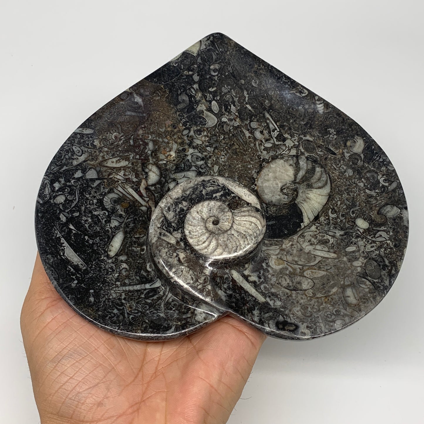 2pcs Set, 6.25"x6.25" Heart Fossils Orthoceras Ammonite Bowls @Morocco, B8473