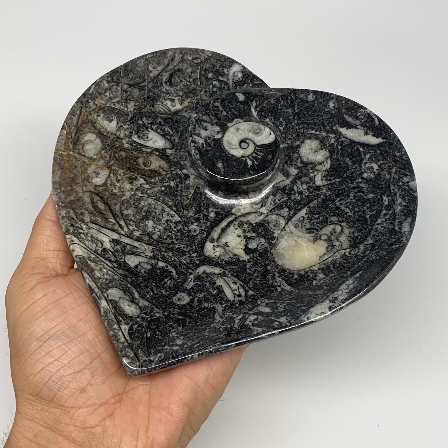 2pcs Set, 6.25"x6.25" Heart Fossils Orthoceras Ammonite Bowls @Morocco, B8474