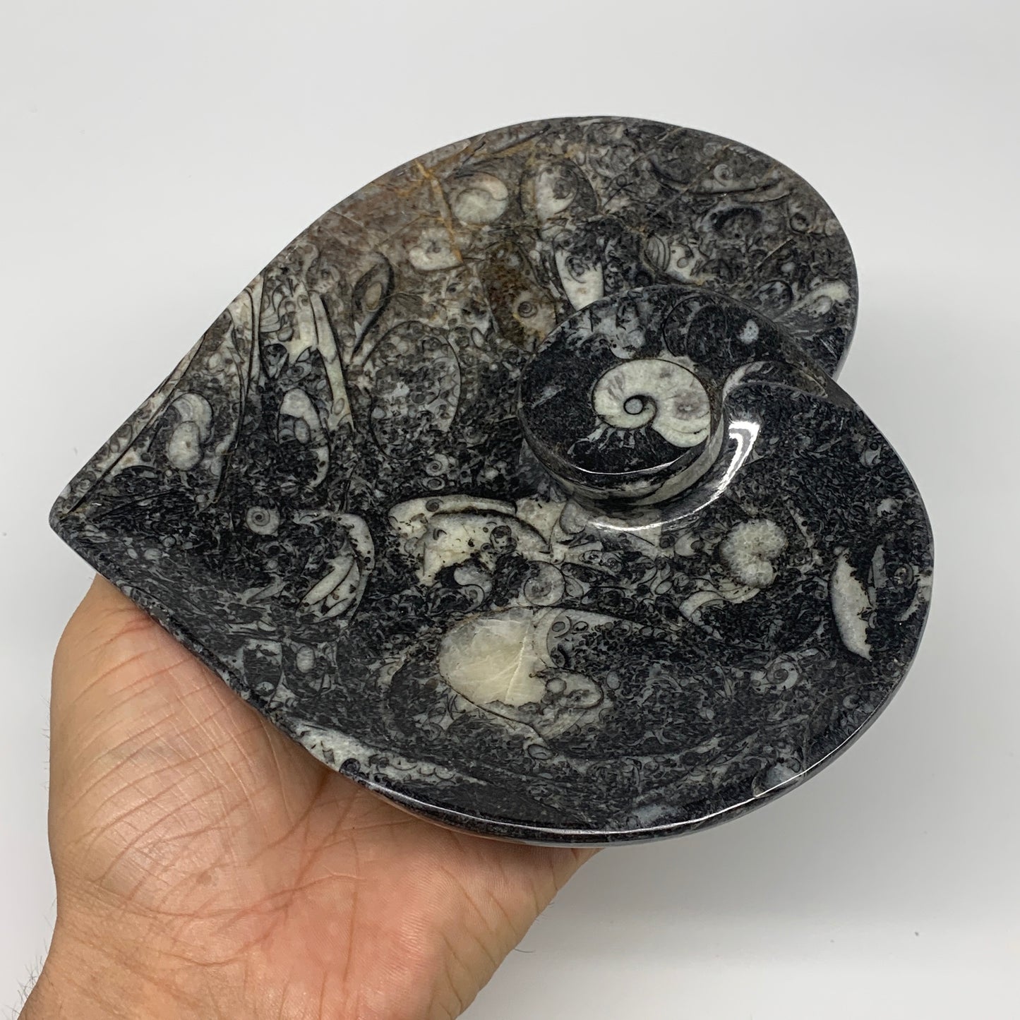 2pcs Set, 6.25"x6.25" Heart Fossils Orthoceras Ammonite Bowls @Morocco, B8474