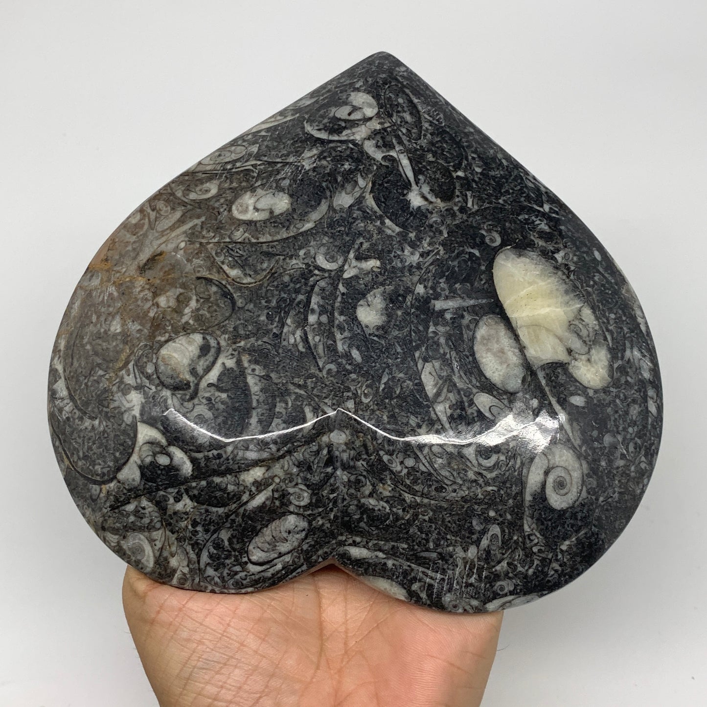 2pcs Set, 6.25"x6.25" Heart Fossils Orthoceras Ammonite Bowls @Morocco, B8474